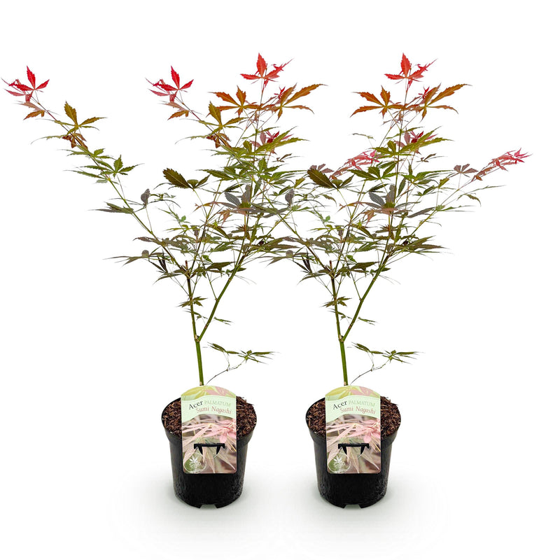 Green boutiQ - Terrasplant - Japanse Esdoorn - Acer palmatum Sumi-nagashi - Rood - 2 Planten - Bladverliezend - Pot 19cm Hoogte 70cm