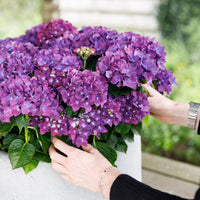 Green boutiQ - Terrasplant - Hortensia - Hydrangea Forever & Ever - Paars - 7-12 Bloemen - Pot 23cm Hoogte 55cm