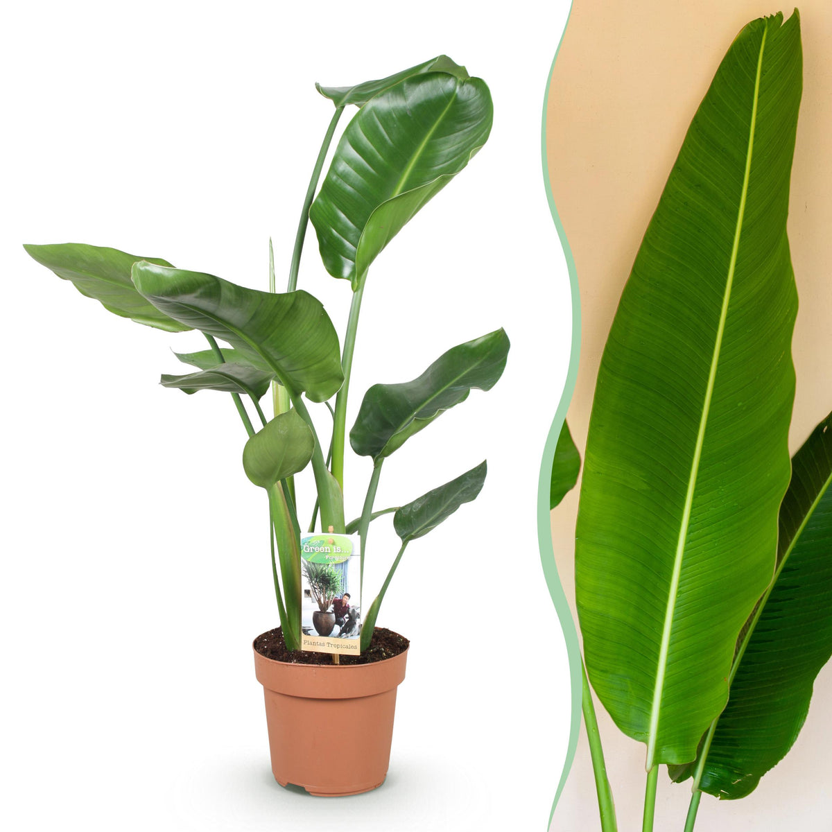 Green BoutiQ - Green is... Kamerplanten - Stelitzia Nicolai - Paradijsvogelbloem - Weinig onderhoud - Groen - 1 Plant - Pot 17cm - Hoogte 70-90cm