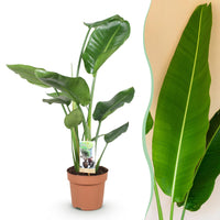 Green BoutiQ - Green is... Kamerplanten - Stelitzia Nicolai - Paradijsvogelbloem - Weinig onderhoud - Groen - 1 Plant - Pot 17cm - Hoogte 70-90cm