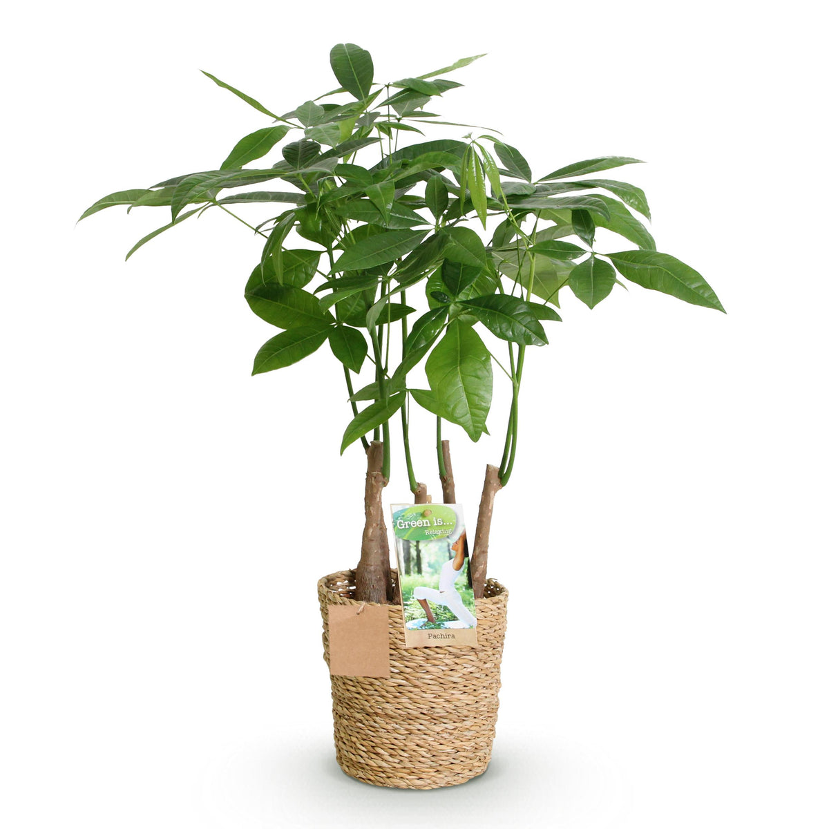 Green BoutiQ - Green is... Kamerplanten - Pachira Aquatica multi stam - Geldboom - Weinig onderhoud - met mand - Groen - 1 Plant - Pot 17cm - Hoogte 50-55cm