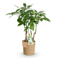 Green BoutiQ - Green is... Kamerplanten - Pachira Aquatica multi stam - Geldboom - Weinig onderhoud - met mand - Groen - 1 Plant - Pot 17cm - Hoogte 50-55cm
