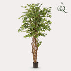 Plante artificielle - Ficus liana - Figuier lyre - 170 cm