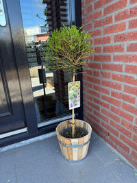 Green boutiQ - Plant op Stam - Ligustrum delavayanum - Terras Plant - Bladhoudend - Winterhard - Groen Blad - Pot 19cm Hoogte 90cm