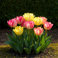 Green boutiQ - Bloembollen - Tulp Foxtrot mix - Diversen Kleuren - 12 stuks - Bolmaat 11/12 - XXL Pack