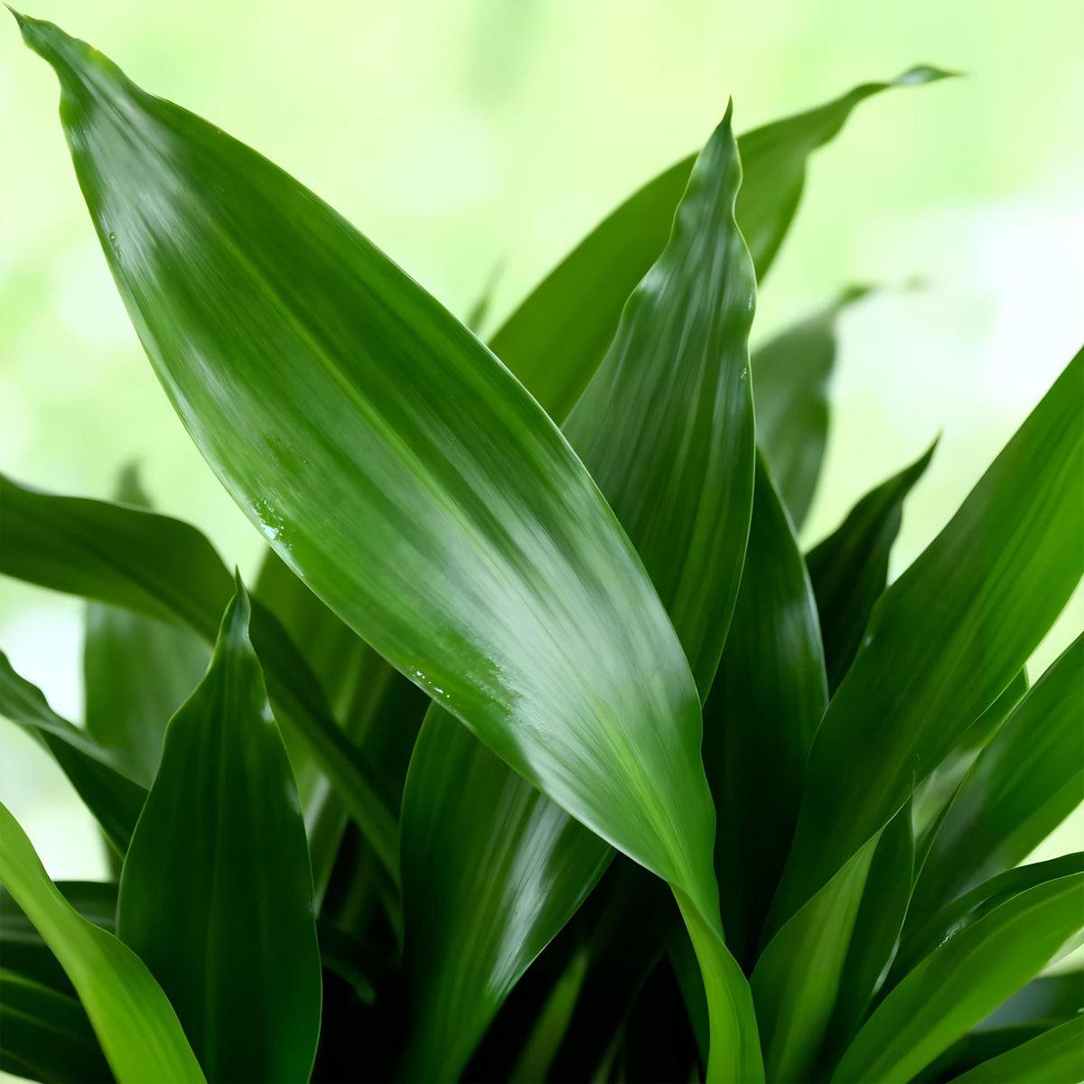 Green BoutiQ - Green is... Kamerplanten - Dracaena fragrans Steudneri - Drakenbloedboom - Weinig onderhoud - met mand - Groen - 1 Plant - Pot 17cm - Hoogte 50-55cm