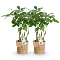 Green BoutiQ - Green is... Kamerplanten - Pachira Aquatica multi stam - Geldboom - Weinig onderhoud - met mand - Groen - 2 Planten - Pot 17cm - Hoogte 50-55cm