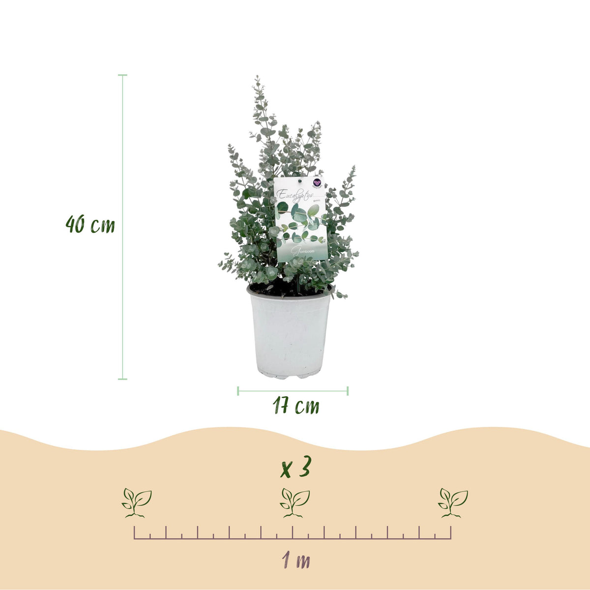 Green boutiQ - Terrasplant - Eucalyptus boom - Eucalyptus gunni  - Grijs - 6 Planten - Winterhard - Pot 17cm Hoogte 40cm