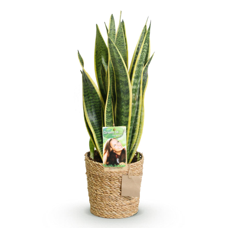 Green BoutiQ - Green is... Kamerplanten - Sanseveria Laurentii - Vrouwentong - Weinig onderhoud - met mand - Groen - 1 Plant - Pot 17cm - Hoogte 60-70cm