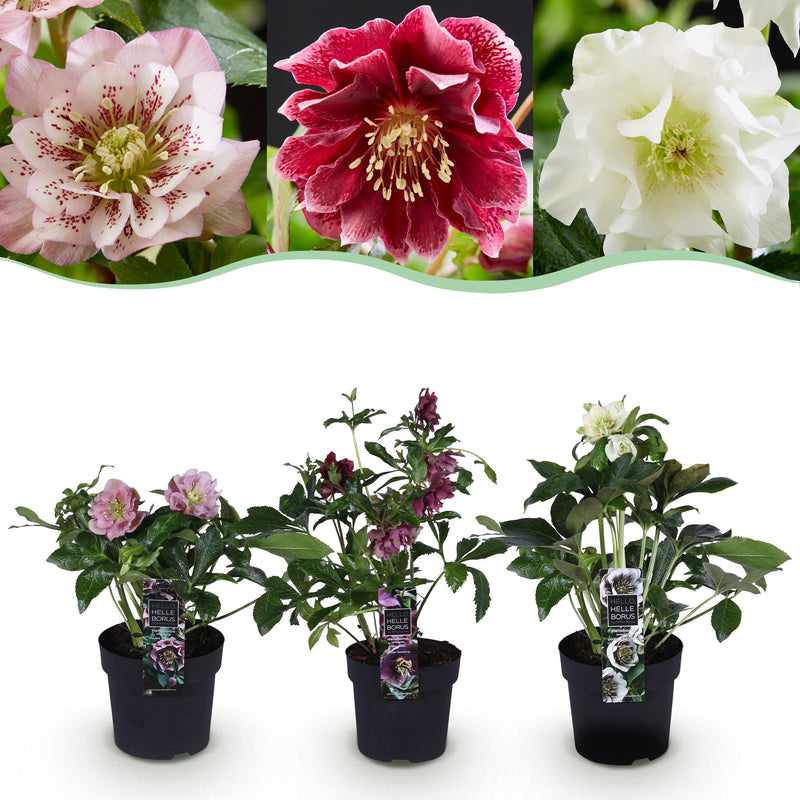 Green boutiQ - Tuinplant - Lenten Rose - Helleborus orientalis Double Tricolour - Roze - Rode - Witte Bloem -3 Planten - Groenblijvend - Pot 14cm Hoogte 35cm