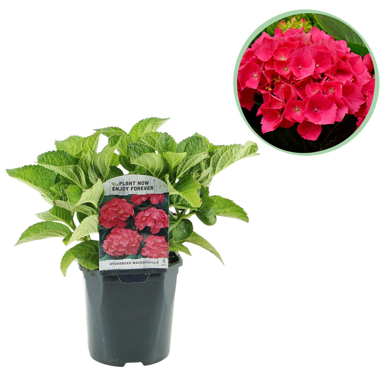 Green boutiQ - Hortensia - Hydrangea macrophylla Red - Bloem Rood - 1 Plant - Bladverliezend - Weinig Onderhoud - Pot 17cm Hoogte 30cm