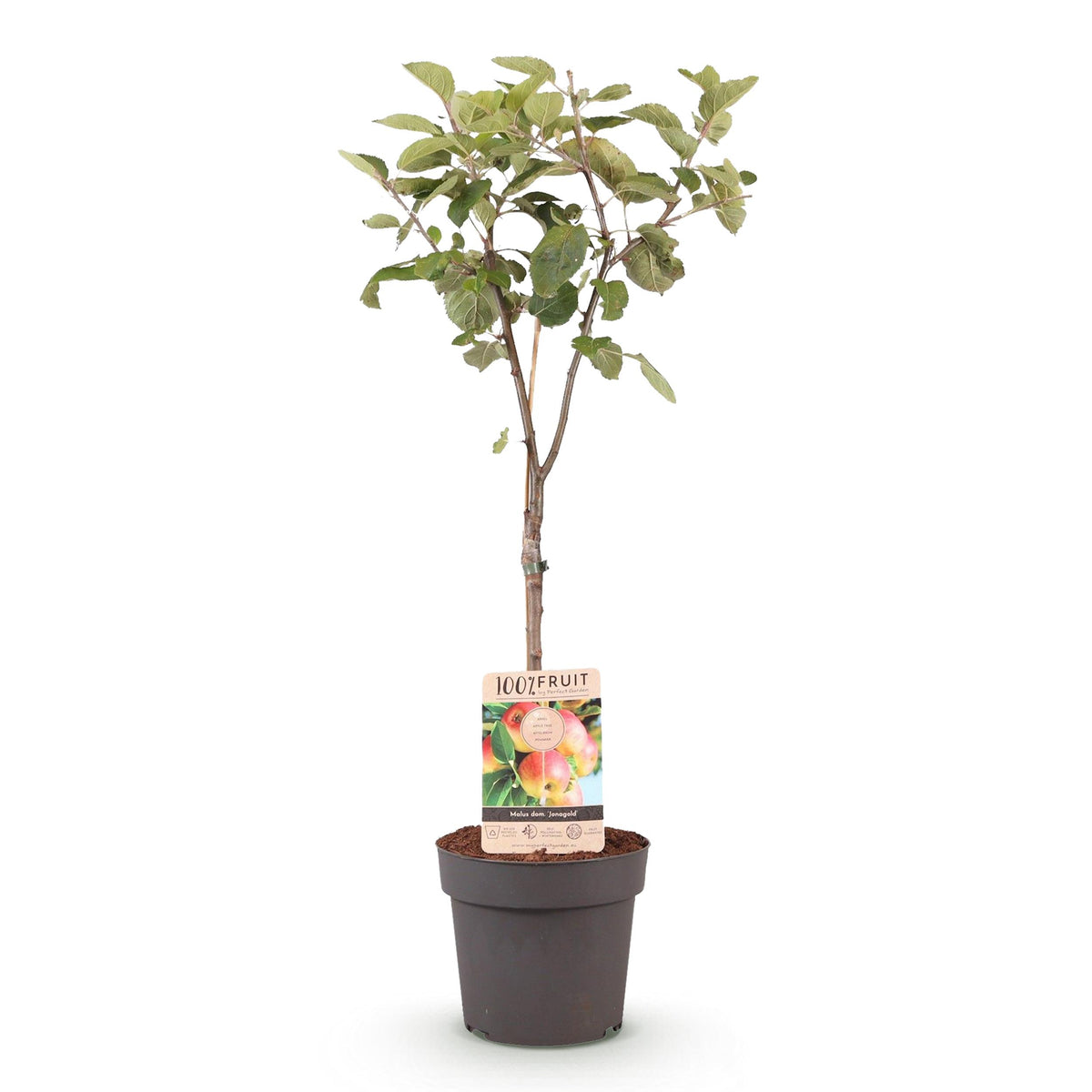 Green boutiQ - Fruitplant - Appelboom - Malus domestica Jonagold - Geel groene Appel - Pot 21cm Hoogte 90cm