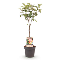 Green boutiQ - Fruitplant - Appelboom - Malus domestica Jonagold - Geel groene Appel - Pot 21cm Hoogte 90cm