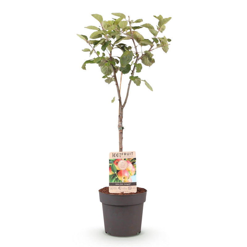 Green boutiQ - Fruitplant - Appelboom - Malus domestica Jonagold - Geel groene Appel - Pot 21cm Hoogte 90cm