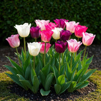 Green boutiQ - Bloembollen - Tulp Pastel mix - Diversen Kleuren - 12 stuks - Bolmaat 11/12 - XXL Pack