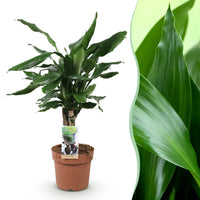 Green BoutiQ - Green is... Kamerplanten - Dracaena fragrans Steudneri - Drakenbloedboom - Weinig onderhoud - Groen - 1 Plant - Pot 17cm - Hoogte 50-55cm