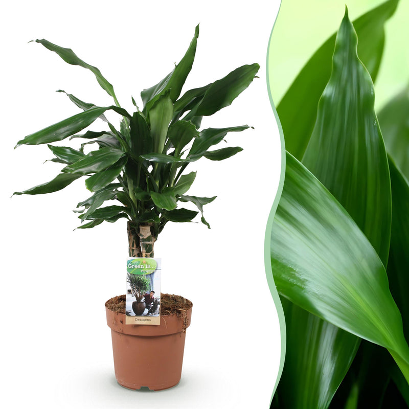 Green BoutiQ - Green is... Kamerplanten - Dracaena fragrans Steudneri - Drakenbloedboom - Weinig onderhoud - Groen - 1 Plant - Pot 17cm - Hoogte 50-55cm