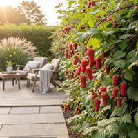 Green boutiQ - Fruitplanten - Taybes - Rubus Tayberry - Winterhard - 6 Planten - Pot 9 cm - Rode Bes