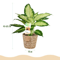 Green BoutiQ - Green is... Kamerplanten - Diefenbachia Camilla - Dieffenbachia - Weinig onderhoud - met mand - Groen - 2 Planten - Pot 17cm - Hoogte 45-50cm