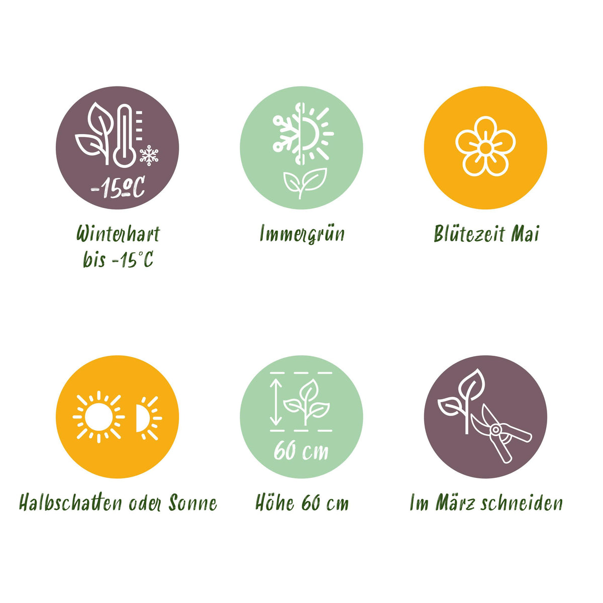 Green boutiQ - Siergrassen -  Carex morrowii Irish Green - Groen & Geel - 4 Planten - Bladhoudend - Weinig Onderhoud - Pot 17cm Hoogte 50cm