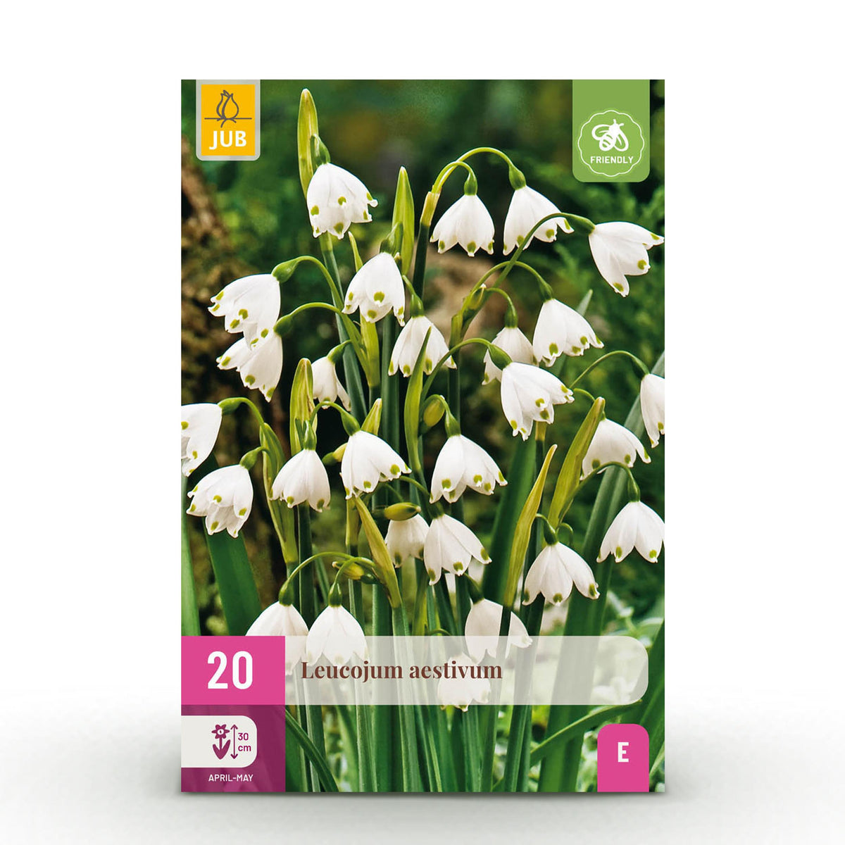 Green boutiQ - Bloembollen - Leucojum Aestivum - Kleur Wit - 20 stuks - Bolmaat 8/9 - XXL Pack