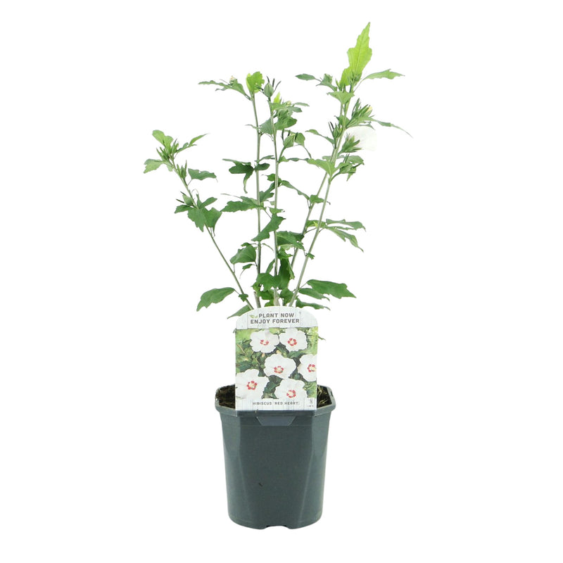 Green boutiQ - Heesters - Hibiscus syriacus Red Heart  - Bloem Wit Met Rood Hart - 1 Plant - Bladverliezend - Weinig Onderhoud - Pot 17cm Hoogte 45cm