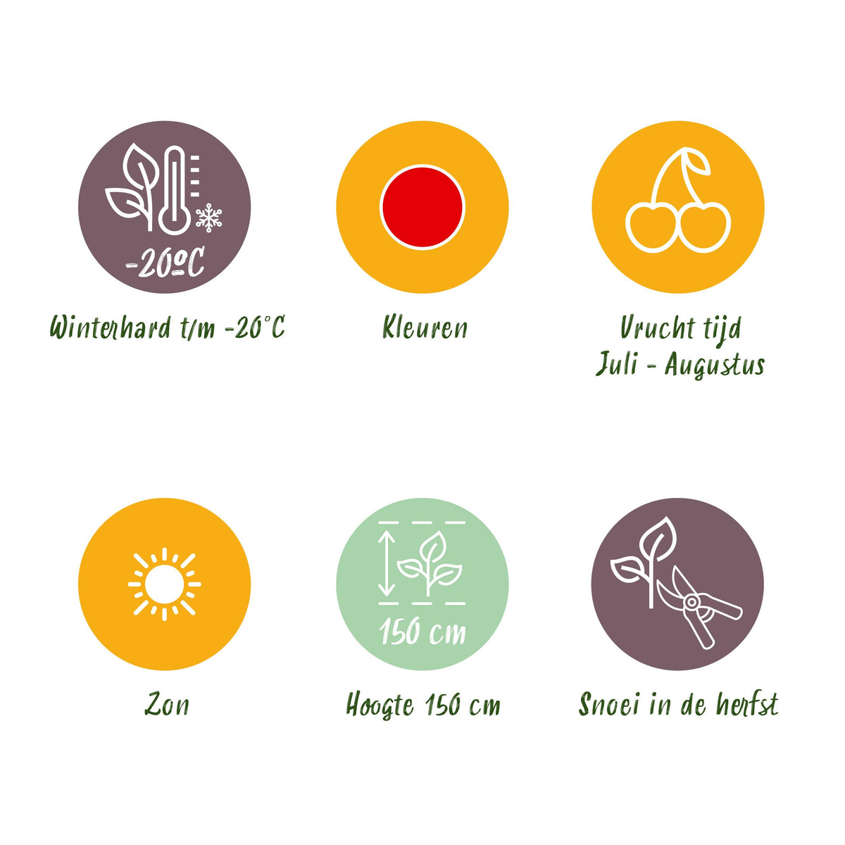 Green boutiQ - Fruitplanten - Rode Bes - Ribes rubrum Jonkheer van Tets  - Winterhard - 6 Planten - Pot 9 cm - Rode Bes