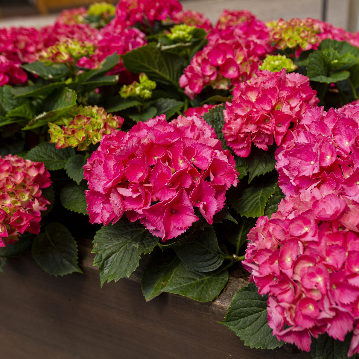 Green boutiQ - Hortensia - Hydrangea macrophylla Rood - Bloem Rood - 3 Planten - 1 m2 - Bladverliezend - Weinig Onderhoud - Pot 17cm Hoogte 30cm