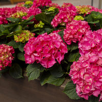 Green boutiQ - Hortensia - Hydrangea macrophylla Rood - Bloem Rood - 3 Planten - 1 m2 - Bladverliezend - Weinig Onderhoud - Pot 17cm Hoogte 30cm