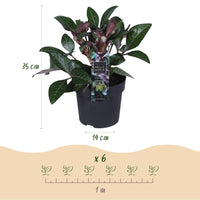 Green boutiQ - Tuinplant - Lenten Rose - Helleborus lividus Purple Marble - Paarse Bloem -2 Planten - Groenblijvend - Pot 14cm Hoogte 35cm