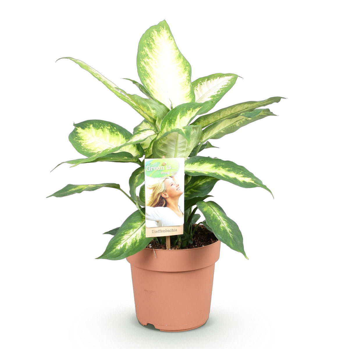 Green BoutiQ - Green is... Kamerplanten - Diefenbachia Camilla - Dieffenbachia - Weinig onderhoud - Groen - 1 Plant - Pot 17cm - Hoogte 45-50cm