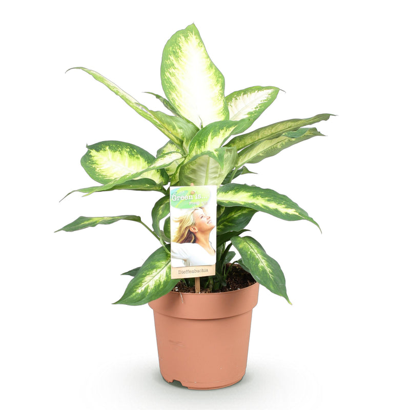 Green BoutiQ - Green is... Kamerplanten - Diefenbachia Camilla - Dieffenbachia - Weinig onderhoud - Groen - 1 Plant - Pot 17cm - Hoogte 45-50cm