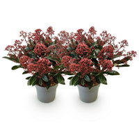 Green boutiQ - Terrasplant - Skimmia japonica Rubella - Bloem Rood - 15+ Bloemen - 2 Planten - Winterhard - Pot 15cm Hoogte 30cm