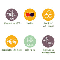 Green boutiQ - Fruit planten mix - Rode Bes, Rode Framboos, Zwarte Braam - 3 planten - Pot 11cm Hoogte 40cm