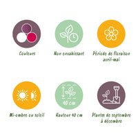 Green boutiQ - Bloembollen - Tulp Pastel mix - Diversen Kleuren - 12 stuks - Bolmaat 11/12 - XXL Pack