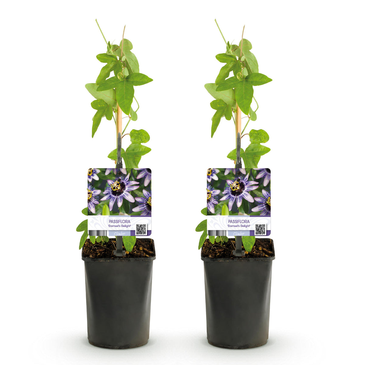 Green boutiQ - Passiebloem - Passiflora Damsels Delight  - Bloem Paars met Wit - Weinig onderhoud - 2 planten - Pot 11cm Hoogte 40cm
