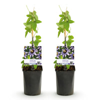 Green boutiQ - Passiebloem - Passiflora Damsels Delight  - Bloem Paars met Wit - Weinig onderhoud - 2 planten - Pot 11cm Hoogte 40cm