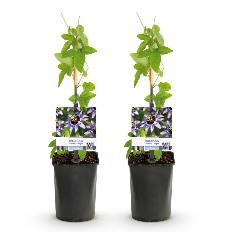Green boutiQ - Passiebloem - Passiflora Damsels Delight  - Bloem Paars met Wit - Weinig onderhoud - 2 planten - Pot 11cm Hoogte 40cm