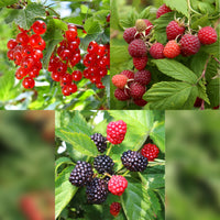 Green boutiQ - Fruit planten mix - Rode Bes, Rode Framboos, Zwarte Braam - 3 planten - Pot 11cm Hoogte 40cm