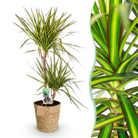 Green BoutiQ - Green is... Kamerplanten - Dracaena Sunray - Drakenbloedboom - Weinig onderhoud - met mand - Groen - 1 Plant - Pot 21cm - Hoogte 90-100cm