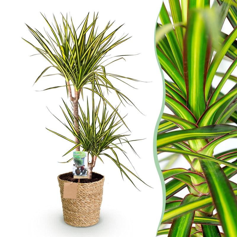 Green BoutiQ - Green is... Kamerplanten - Dracaena Sunray - Drakenbloedboom - Weinig onderhoud - met mand - Groen - 1 Plant - Pot 21cm - Hoogte 90-100cm