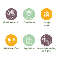 Green boutiQ - Tuinplant - Magnolia