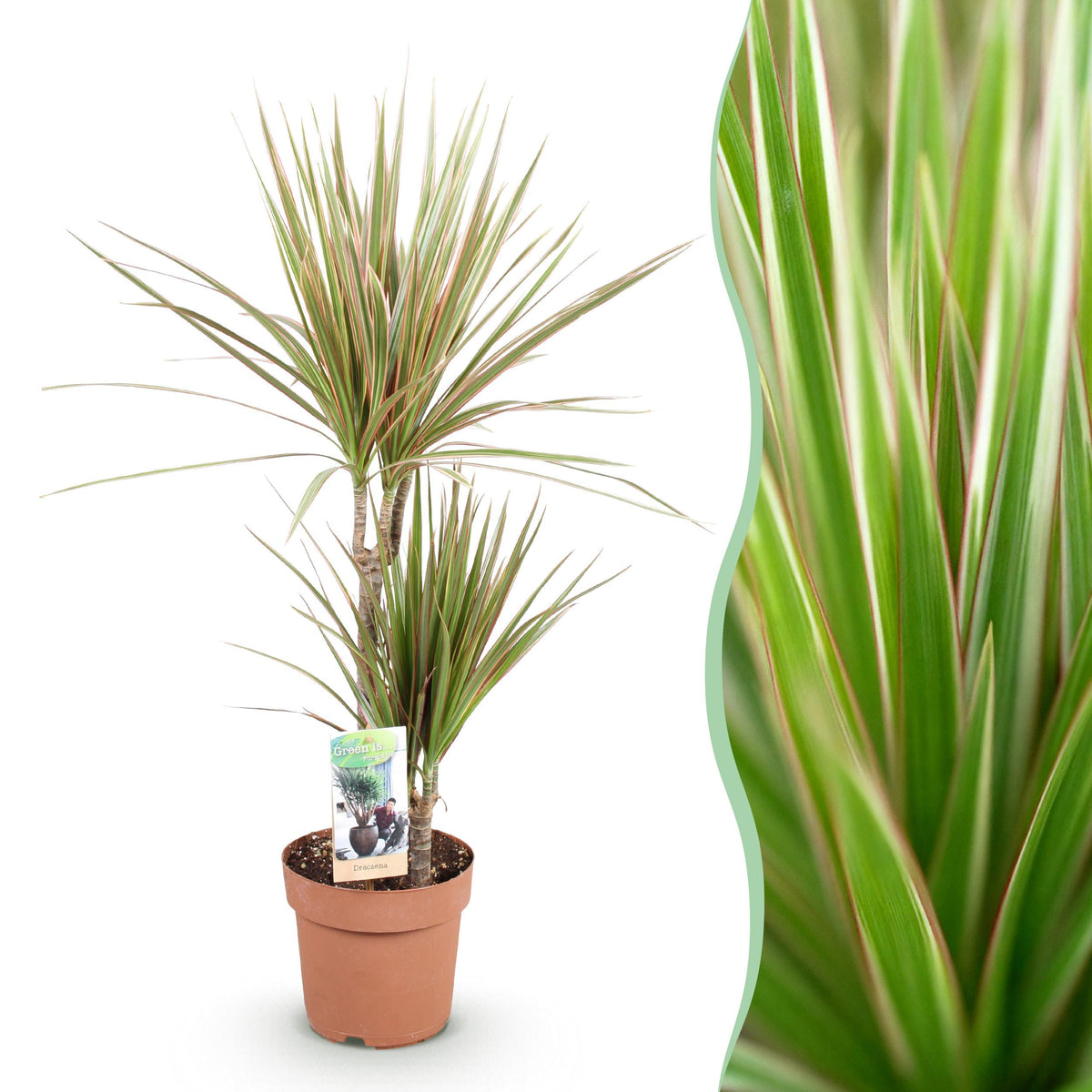 Green BoutiQ - Green is... Kamerplanten - Dracaena Marginata Bicolor - Drakenbloedboom - Weinig onderhoud - Groen - 1 Plant - Pot 17cm - Hoogte 70-75cm