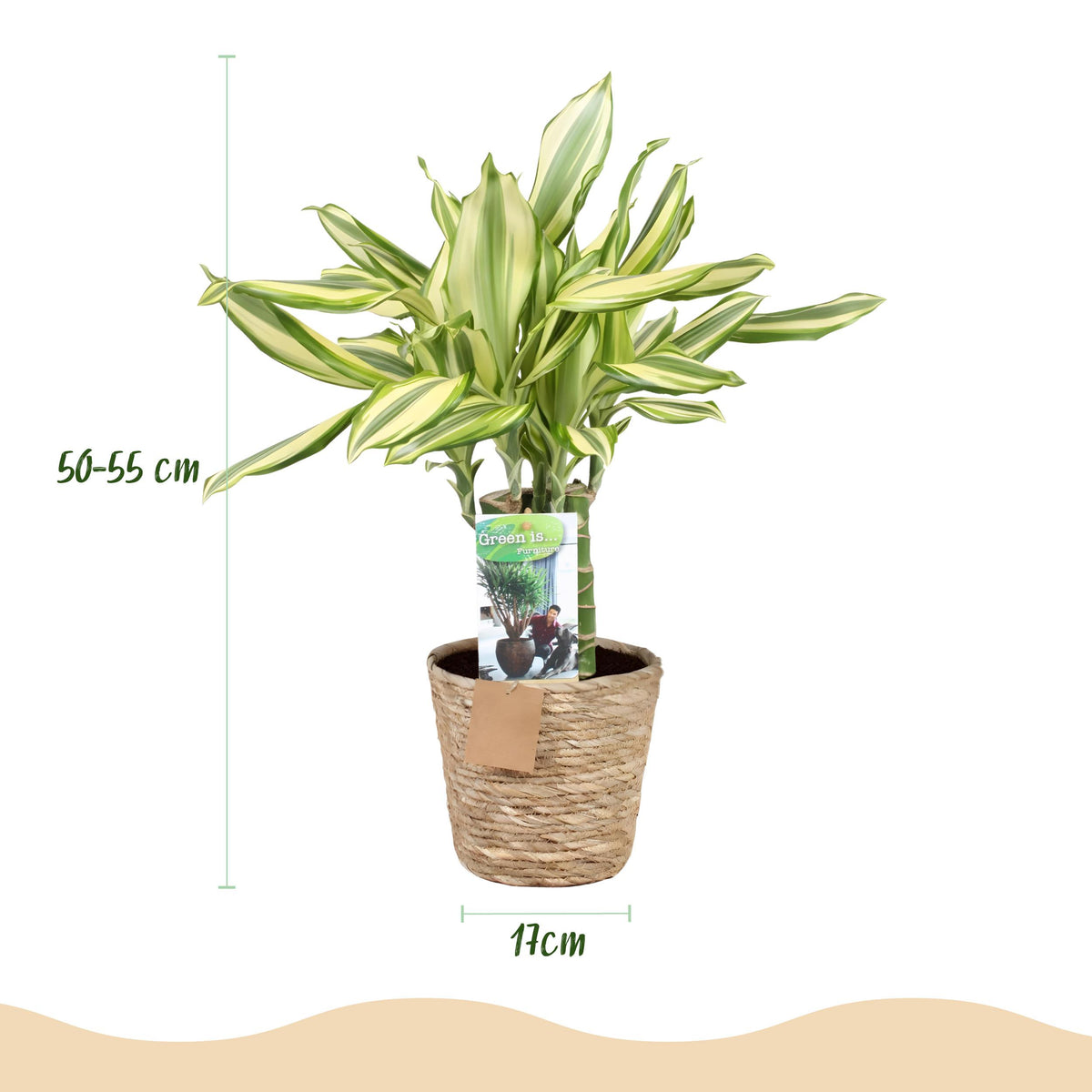 Green BoutiQ - Green is... Kamerplanten - Dracaena fragrans Diamond Dream - Drakenbloedboom - Weinig onderhoud - met mand - Groen - 1 Plant - Pot 17cm - Hoogte 50-55cm