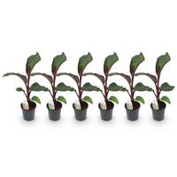 Green boutiQ - Fruitplant - Bananen plant - Ensete ventricosum Maurelli - Winterhard - 6 planten - Pot 17cm Hoogte 40cm