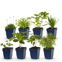 Green boutiQ - Borderpakket - Kleur Wit - 8 Vaste planten - 1 m2 - Diversen kleuren - Weinig Onderhoud - Pot 11cm