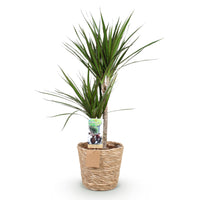 Green BoutiQ - Green is... Kamerplanten - Dracaena Marginata - Drakenbloedboom - Weinig onderhoud - met mand - Groen - 1 Plant - Pot 21cm - Hoogte 90-100cm