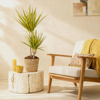 Green BoutiQ - Green is... Kamerplanten - Dracaena Sunray - Drakenbloedboom - Weinig onderhoud - Groen - 1 Plant - Pot 21cm - Hoogte 90-100cm