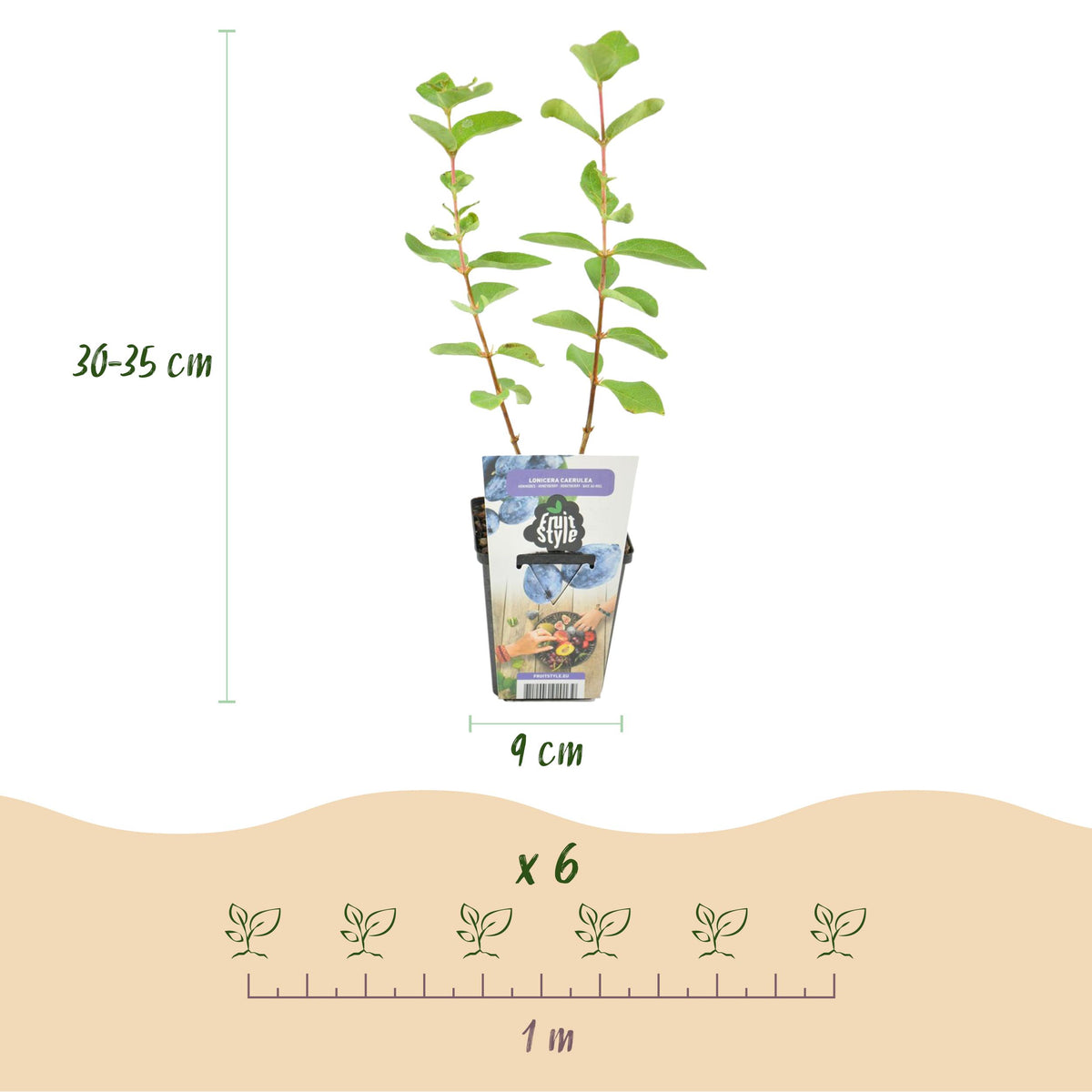 Green boutiQ - Fruitplanten - Honingbes - Lonicera caerulea Kamtschatica - Winterhard - 6 Planten - Pot 9 cm - Blauw  Bes