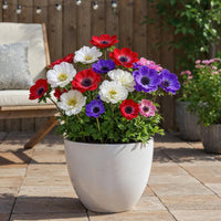 Green boutiQ - Bloembollen - Anemone de Caen mix - Diversen Kleuren - 30 stuks - Bolmaat 5/6 - XXL Pack